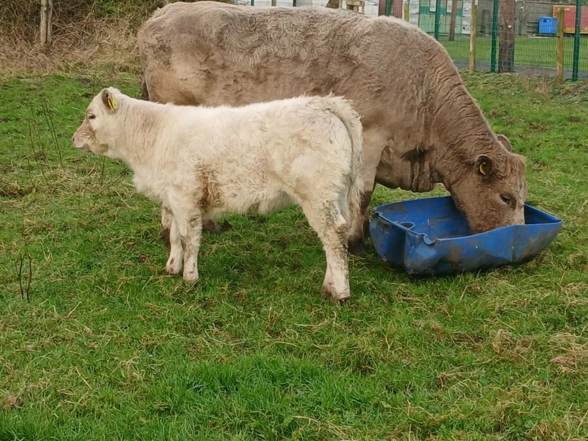 SUPER HEIFER AND CALF - Image 1