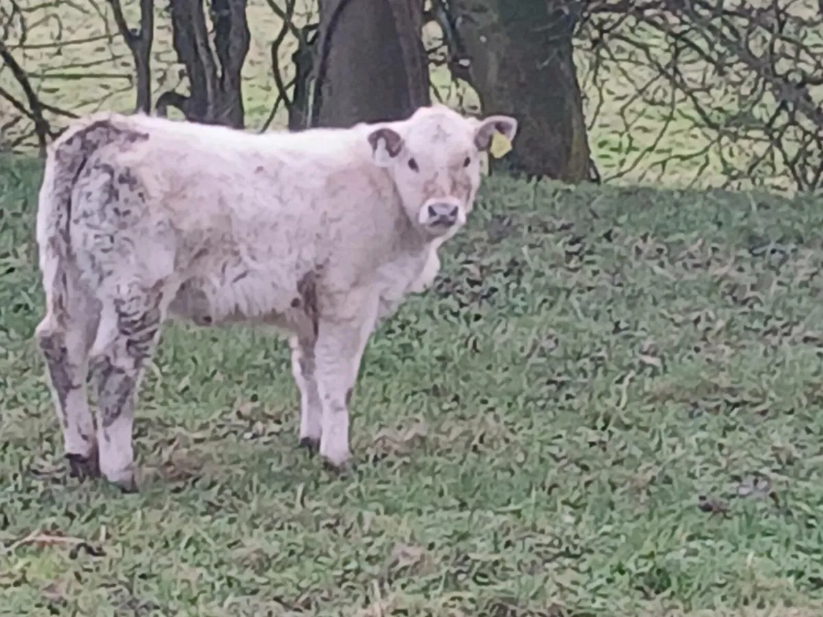 SUPER HEIFER AND CALF - Image 2