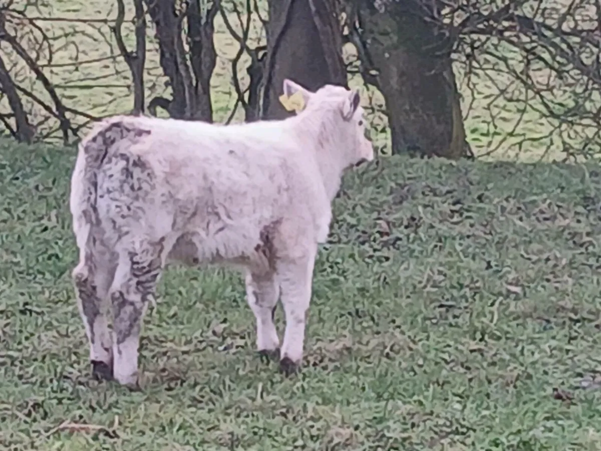 SUPER HEIFER AND CALF - Image 4