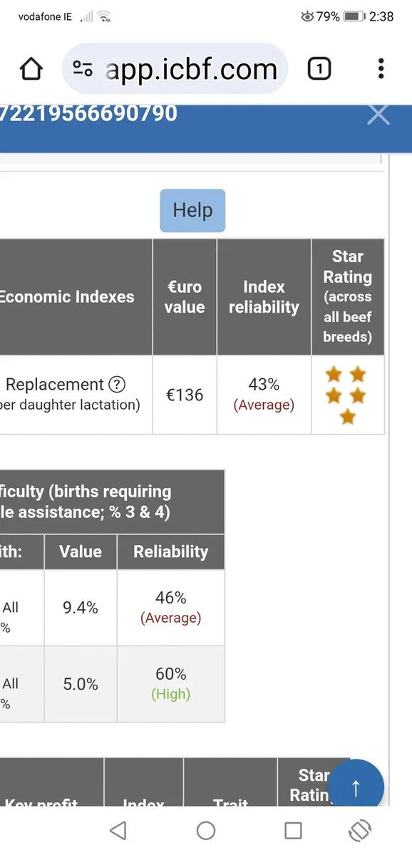 Charl heifer - Image 4