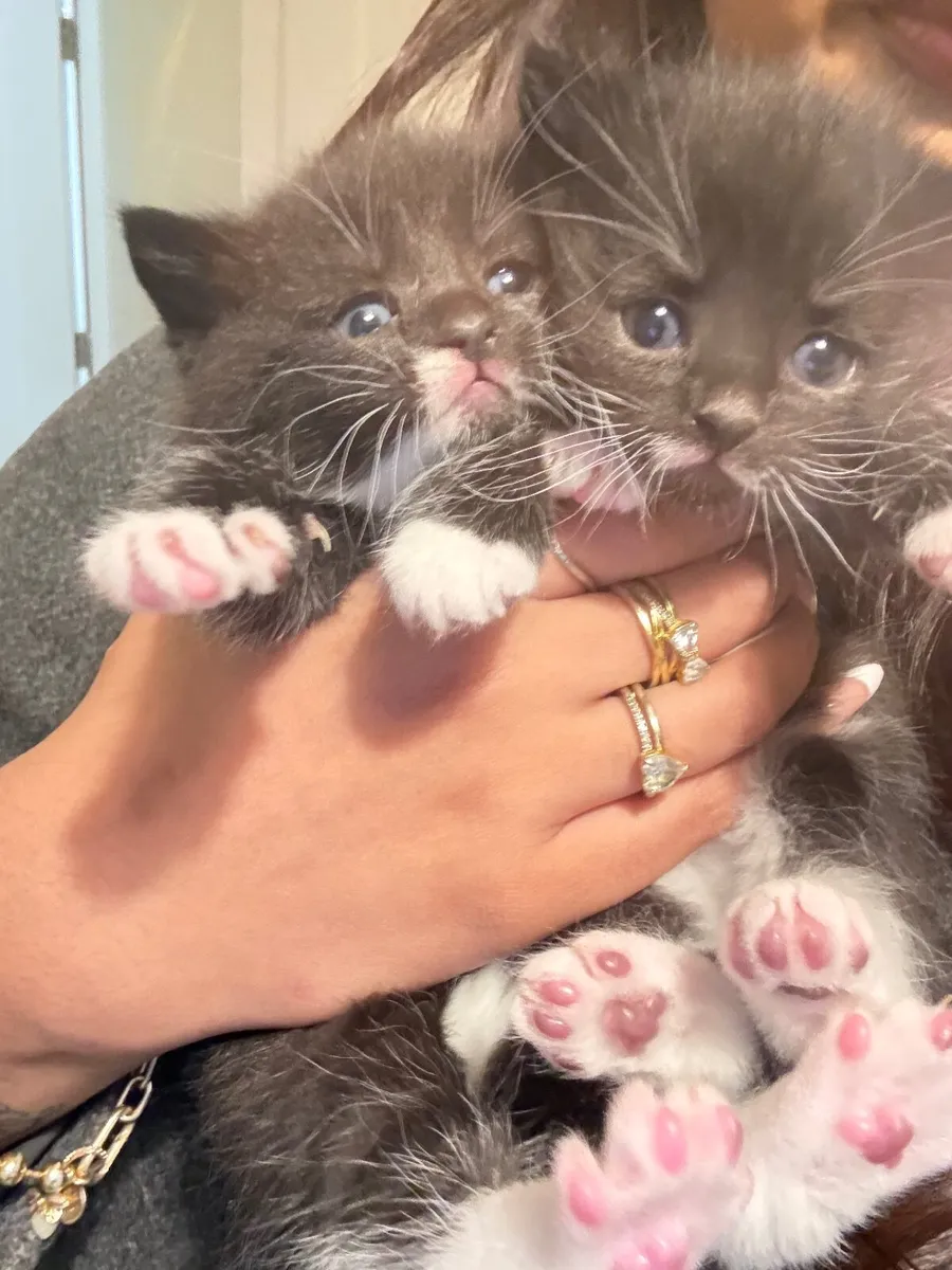 kittens - Image 3