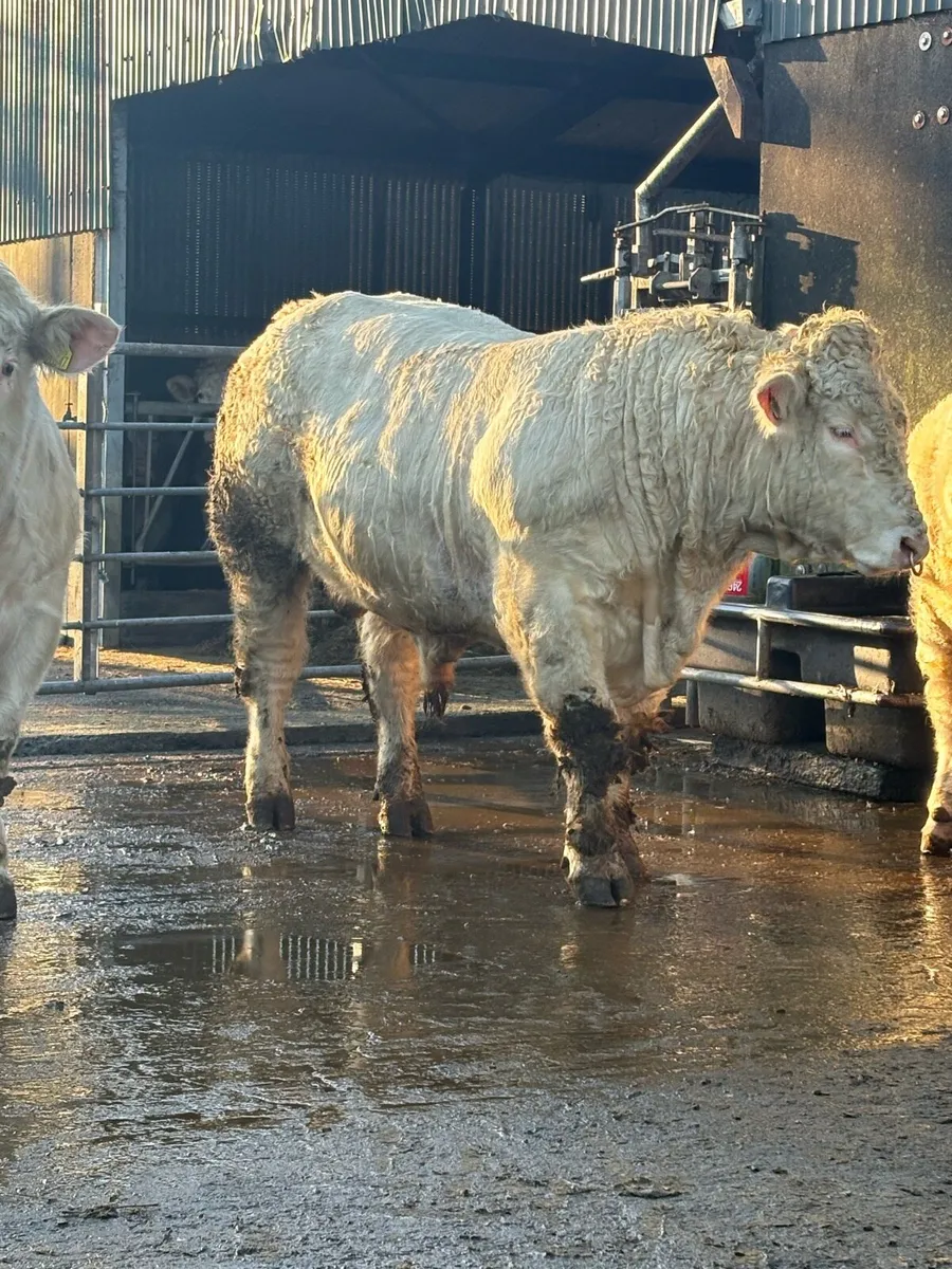 5 ⭐️ PBR CHAROLAIS BULLS. - Image 2