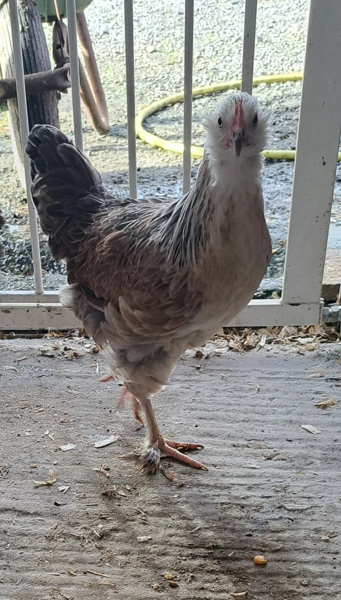 Salmon Faverolles Silkies leghorn - Image 1