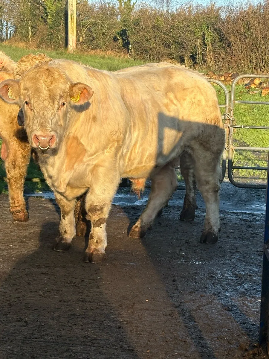 5 ⭐️ PBR CHAROLAIS BULLS. - Image 3