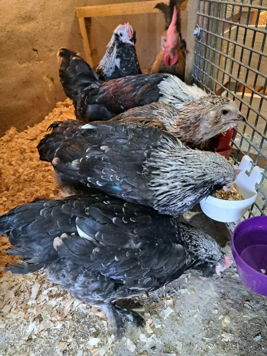 Salmon Faverolles Silkies leghorn - Image 2