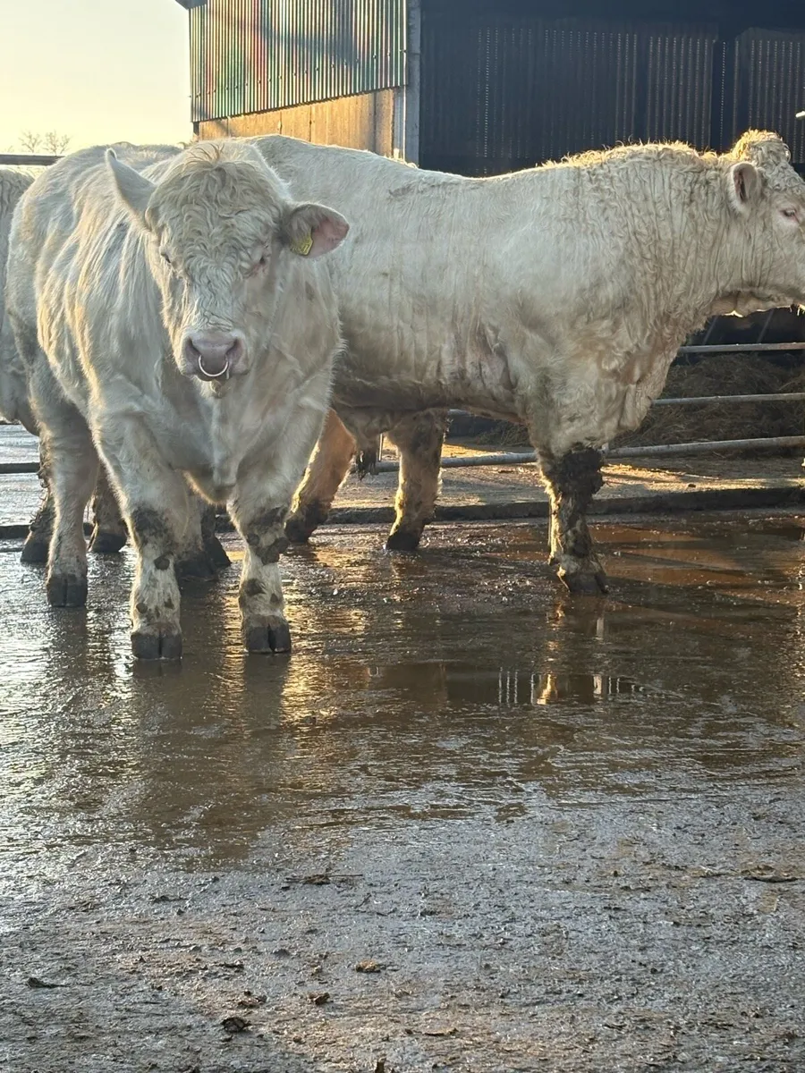 5 ⭐️ PBR CHAROLAIS BULLS. - Image 4