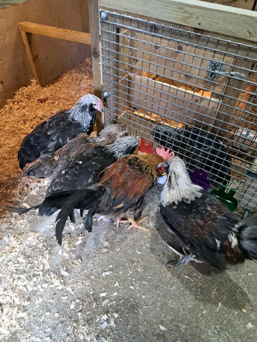 Salmon Faverolles Silkies leghorn - Image 3