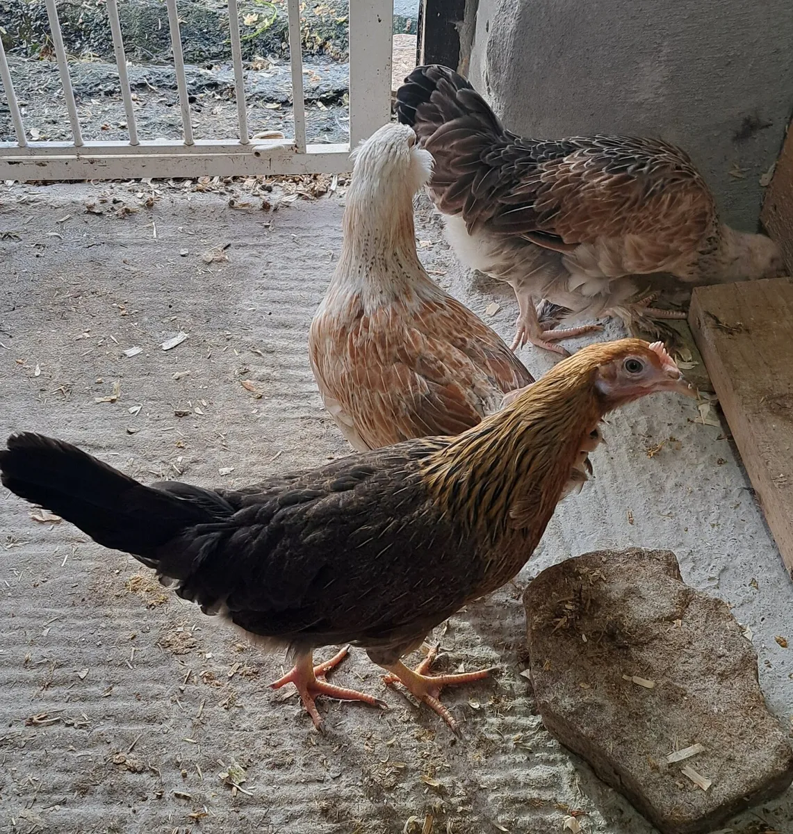 Salmon Faverolles Silkies leghorn - Image 4