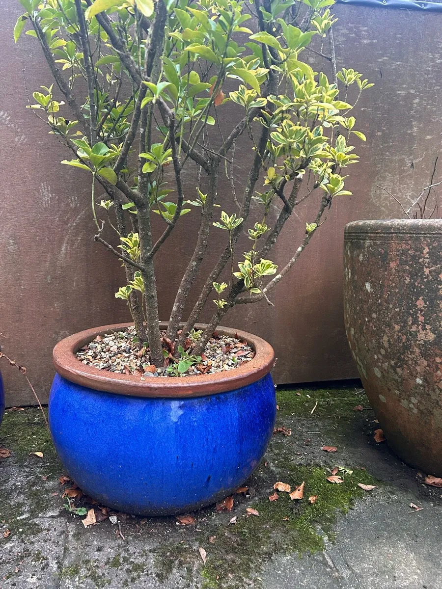 Plant pots - Image 2