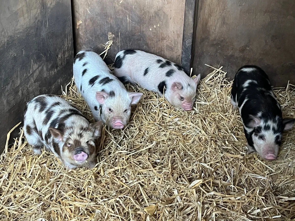 Kune kune piglets - Image 2