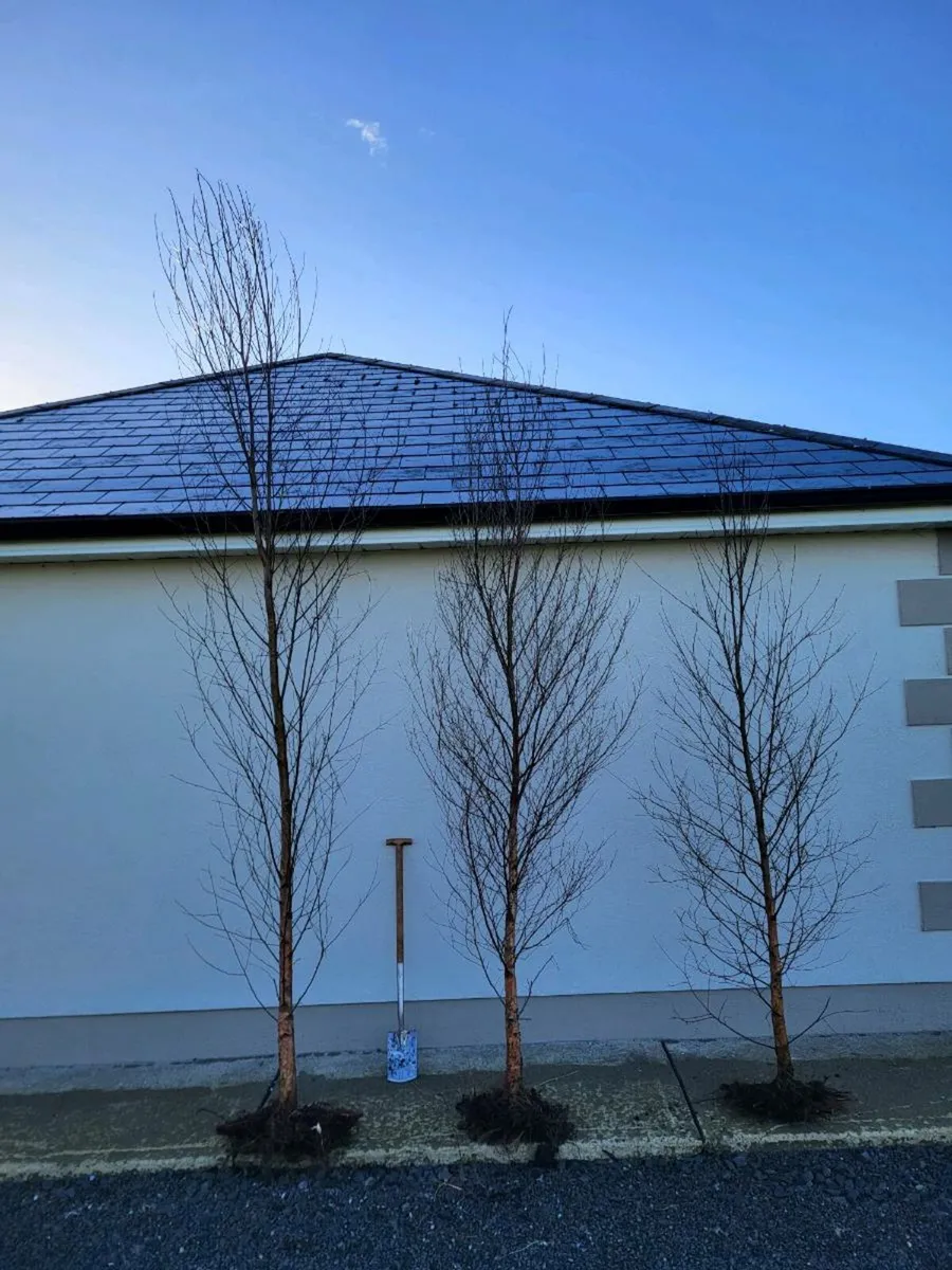 Birch trees - Image 4