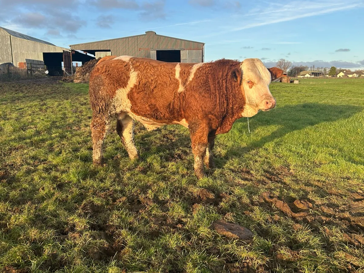 Simmental & Hereford bulls - Image 1