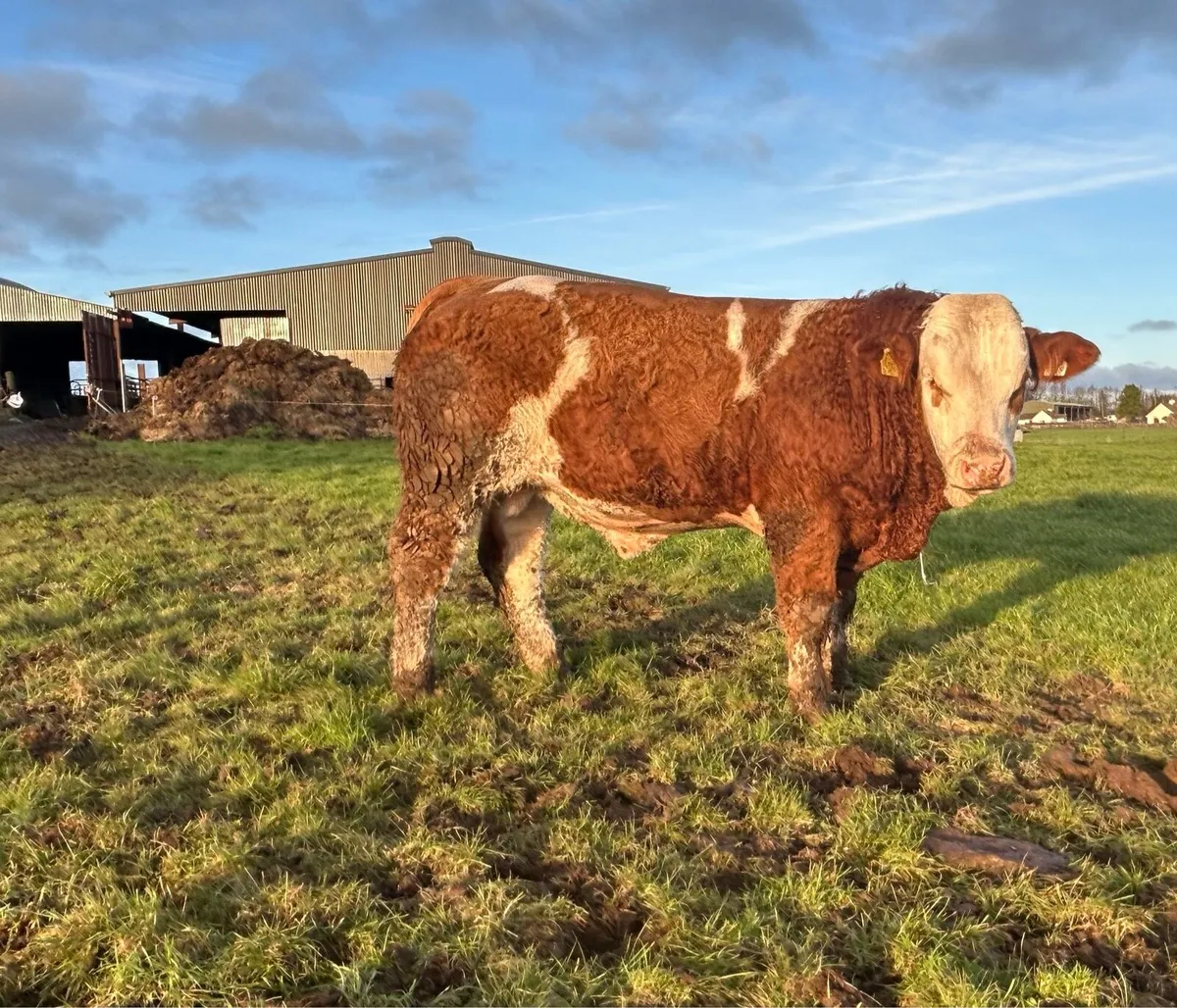 Simmental & Hereford bulls - Image 2