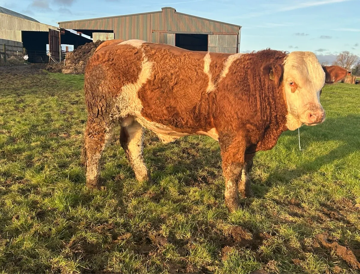 Simmental & Hereford bulls - Image 3