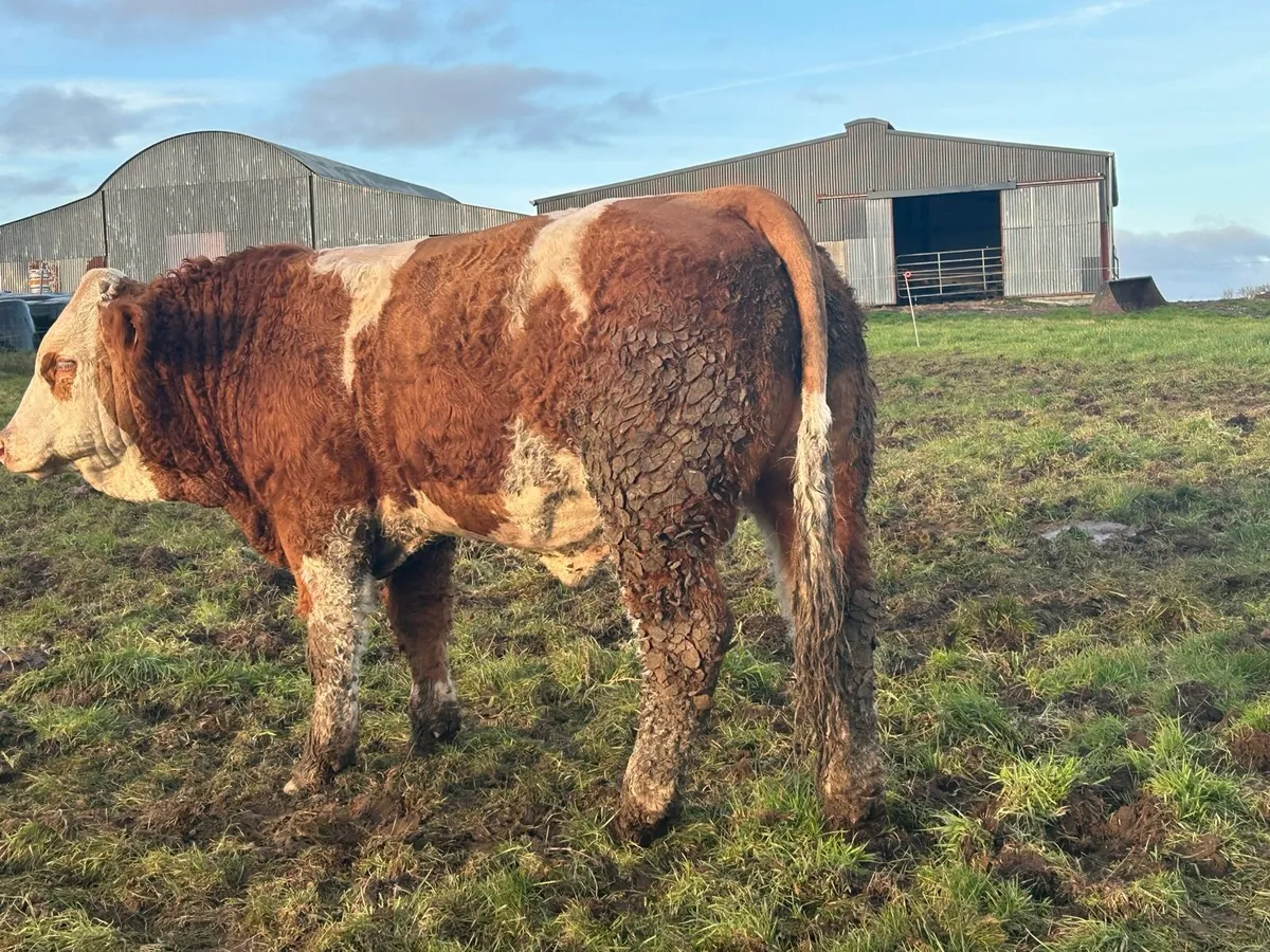 Simmental & Hereford bulls - Image 4