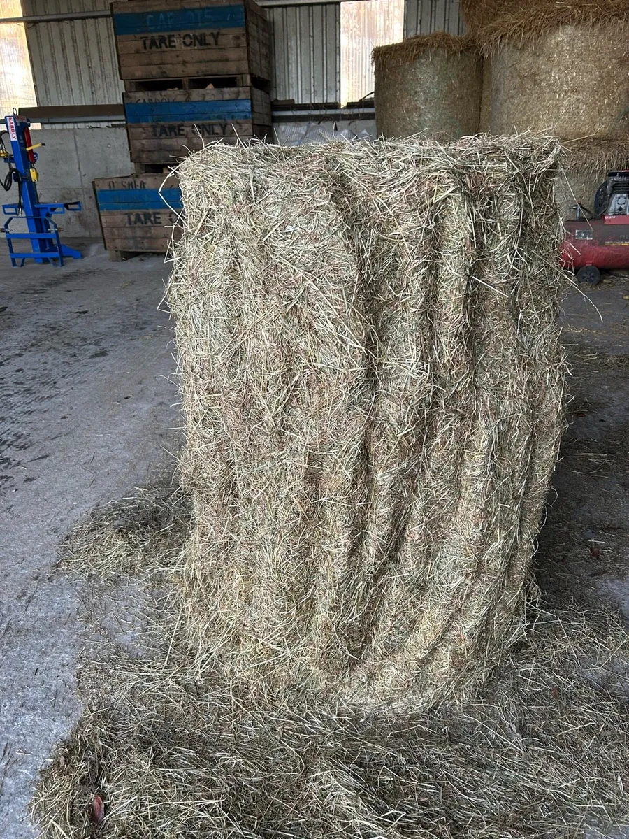 Haylage - Image 2