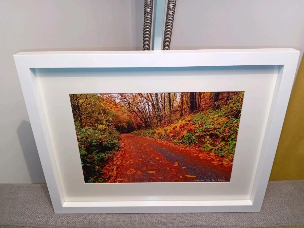 Curragh Woods - Image 4