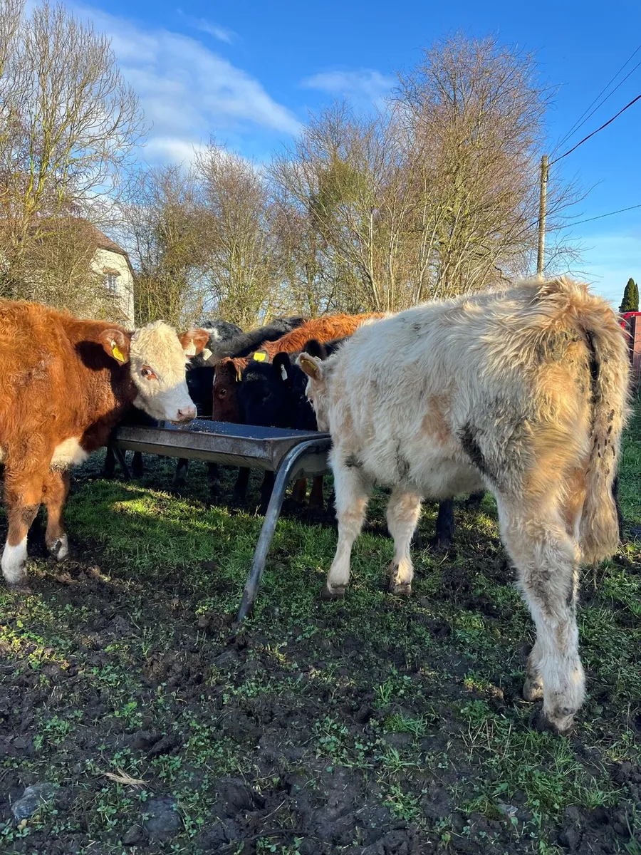 Top Quality Weanling Heifers - Image 1