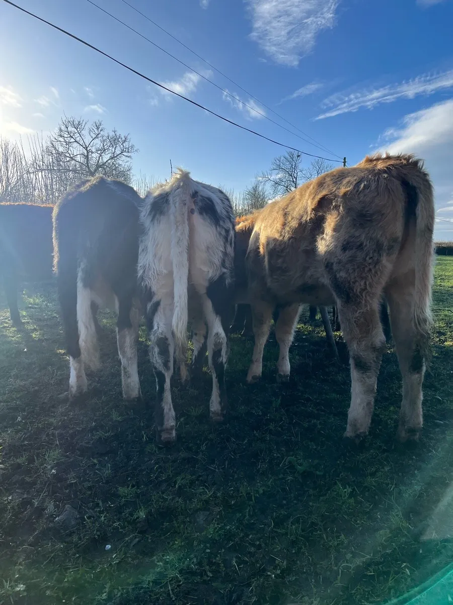 Top Quality Weanling Heifers - Image 2