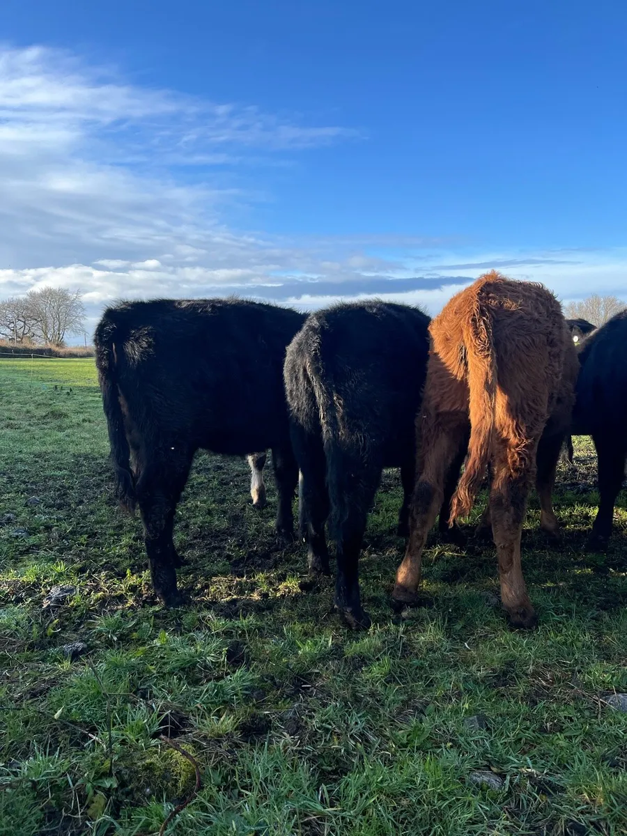 Top Quality Weanling Heifers - Image 3