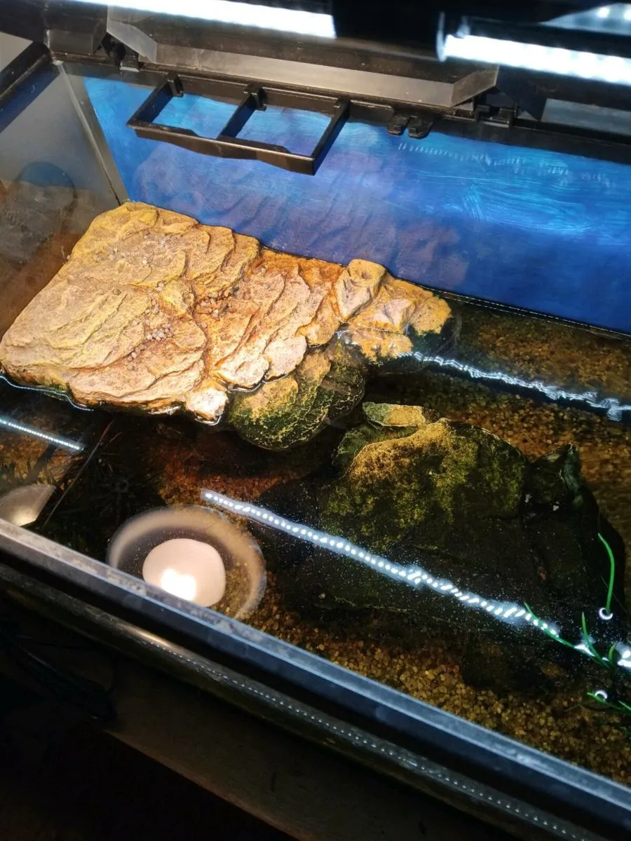 FREE Turtles - Image 2