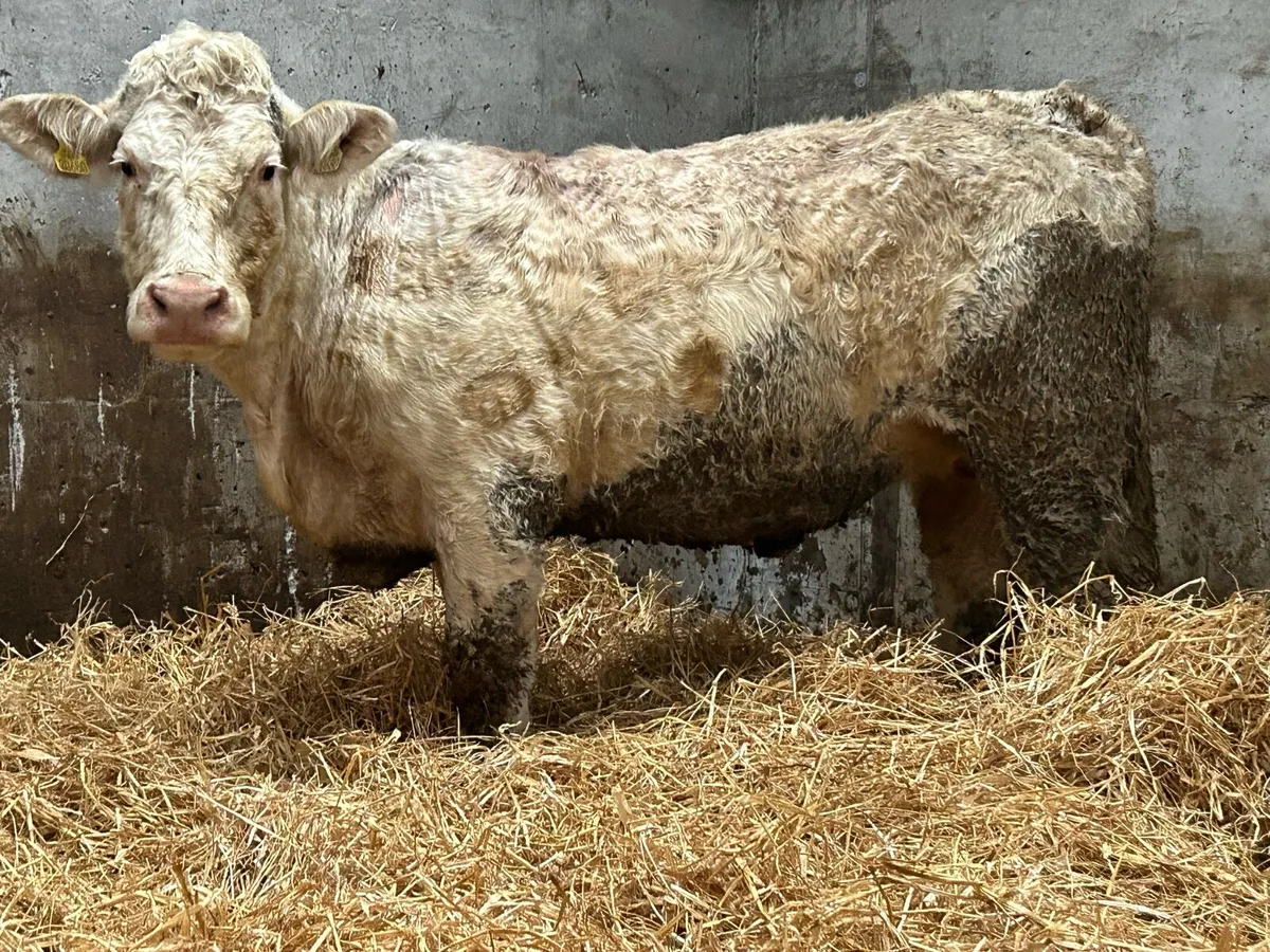 Super charlois incalf second calver - Image 1