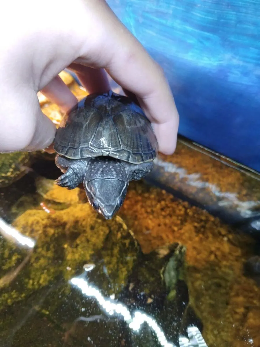 FREE Turtles - Image 3