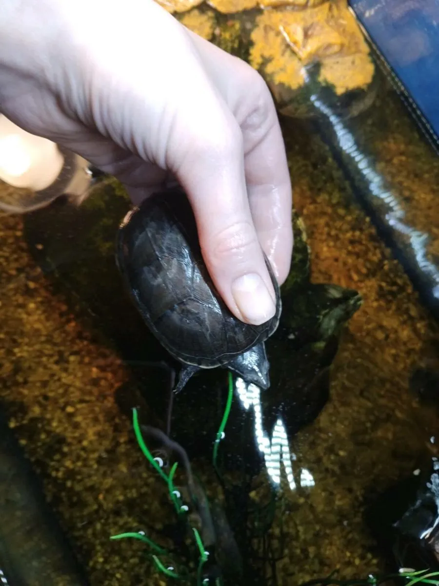 FREE Turtles - Image 4