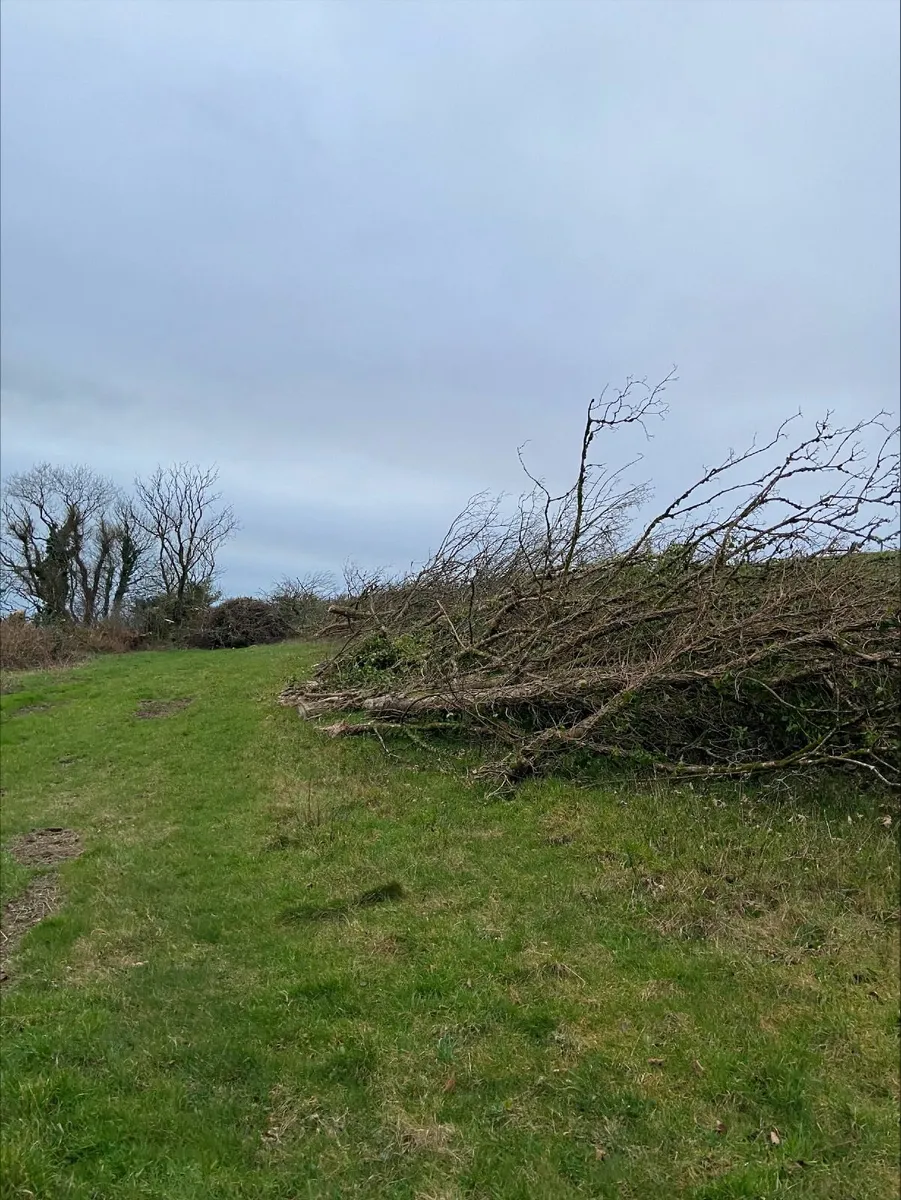 Firewood - Over 20 trees for Sale- Bantry Area - Image 1
