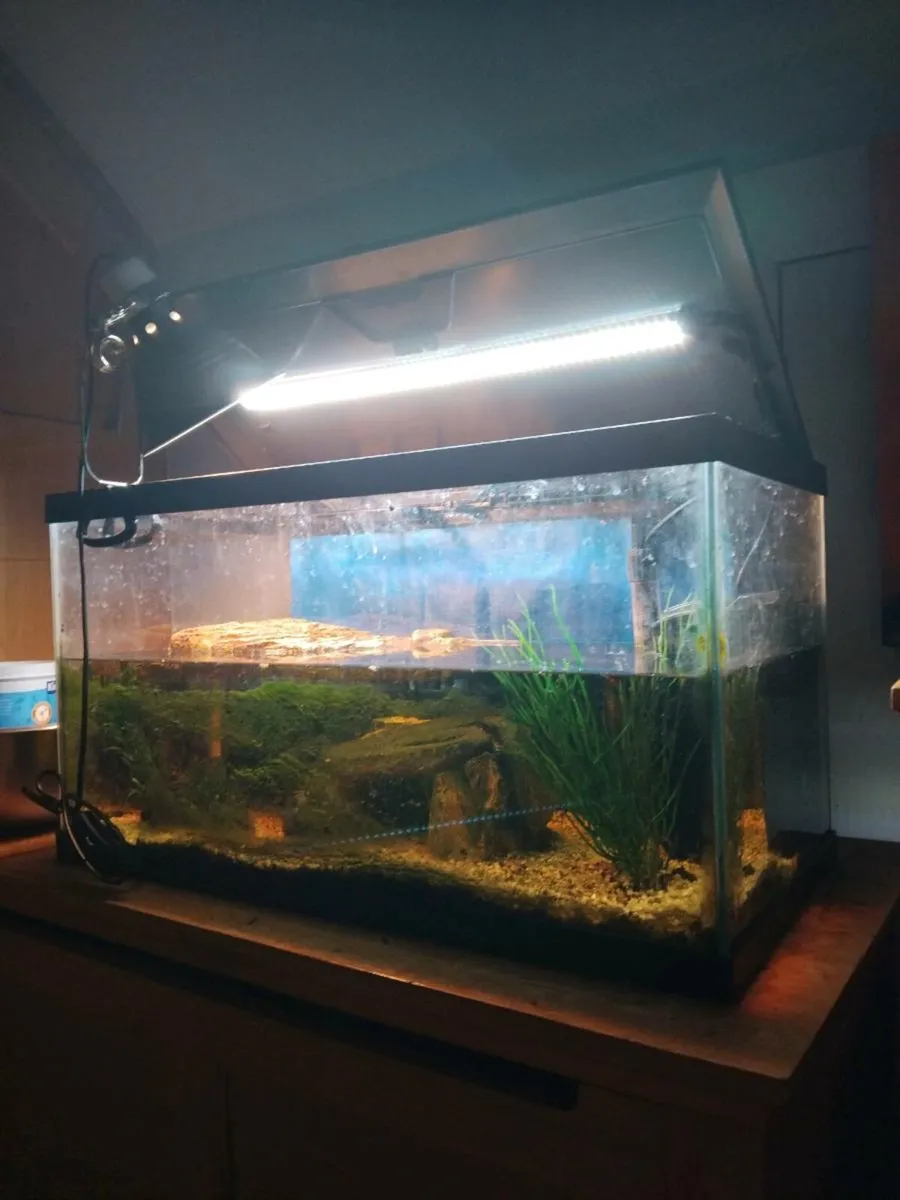 FREE Turtles - Image 1