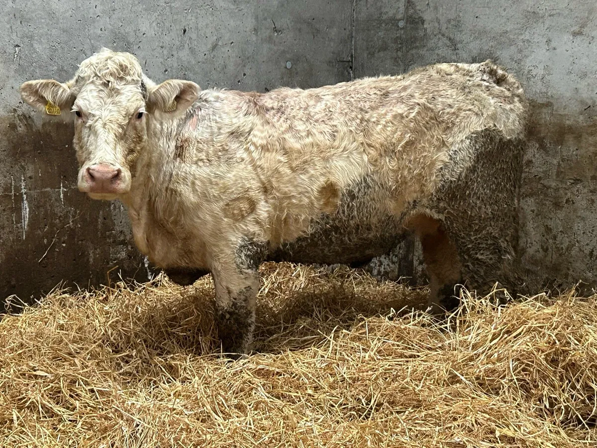 Super charlois incalf second calver - Image 2