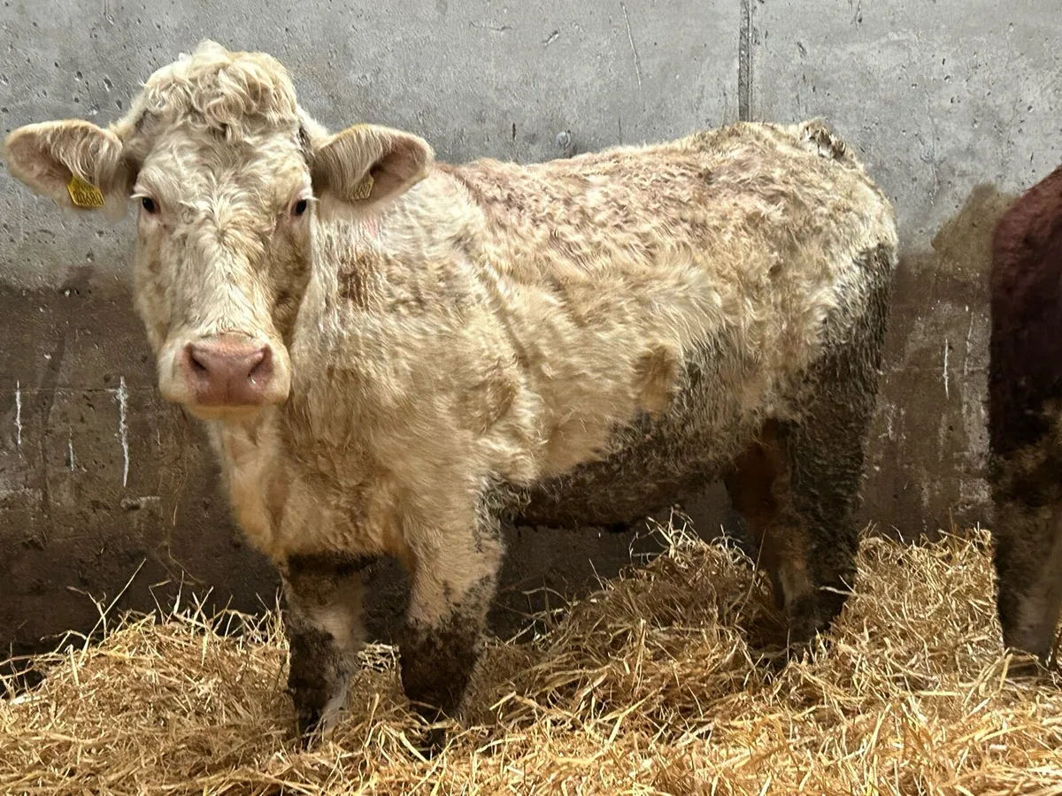 Super charlois incalf second calver - Image 3