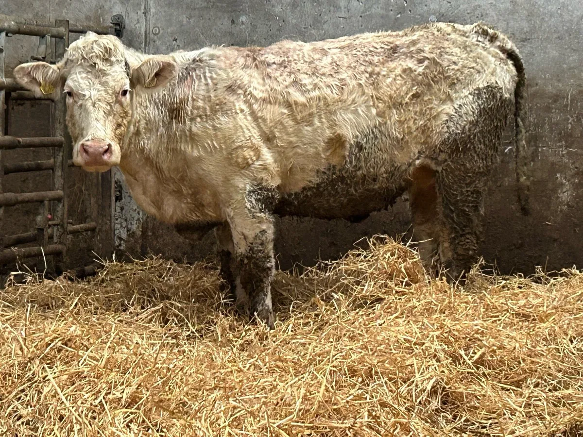 Super charlois incalf second calver - Image 4