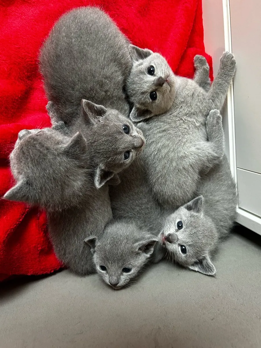 Russian Blue - Image 1