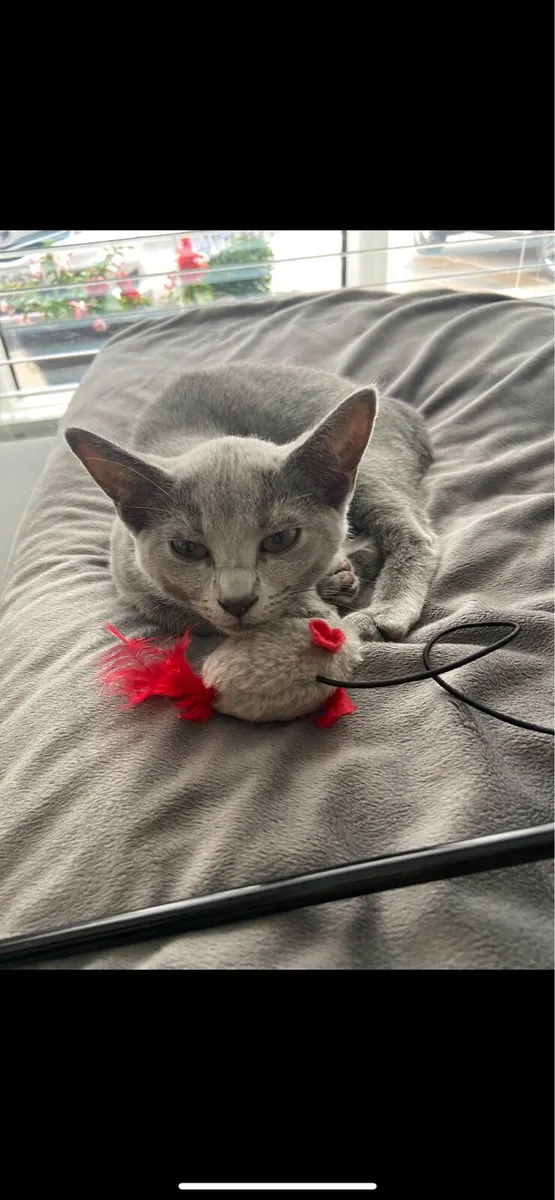 Russian Blue - Image 3