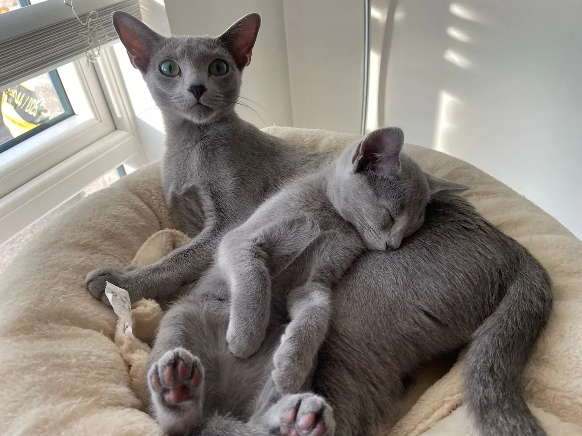 Russian Blue - Image 4