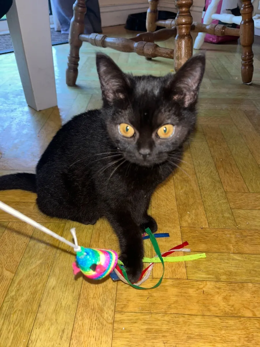 British Shorthair X Burmilla Kitten - Image 1