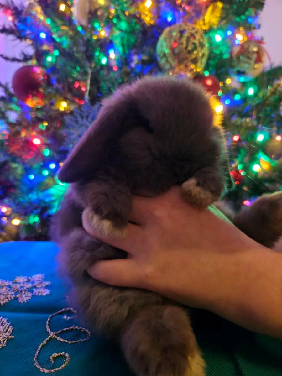 Purebred mini lop bunnies rabbits 🐇 - Image 1