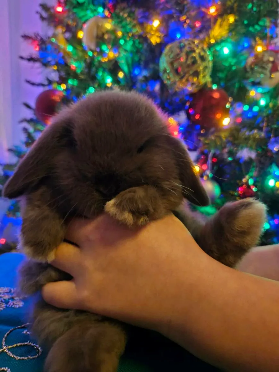 Purebred mini lop bunnies rabbits 🐇 - Image 2