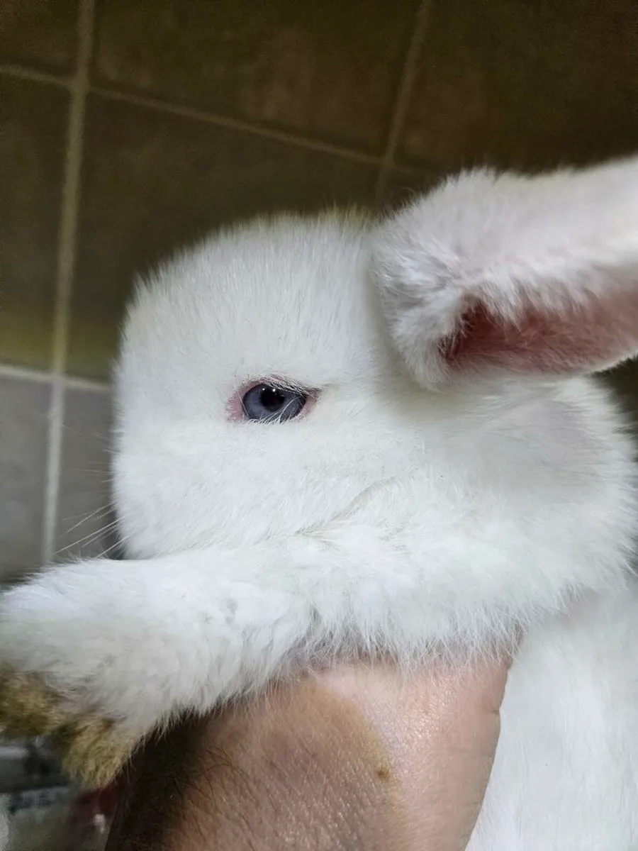 Purebred mini lop bunnies rabbits 🐇 - Image 4