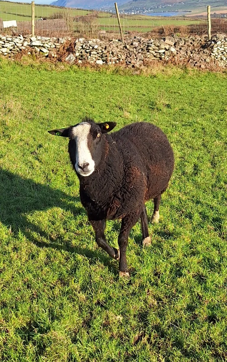 Zwartble Ram - Image 1