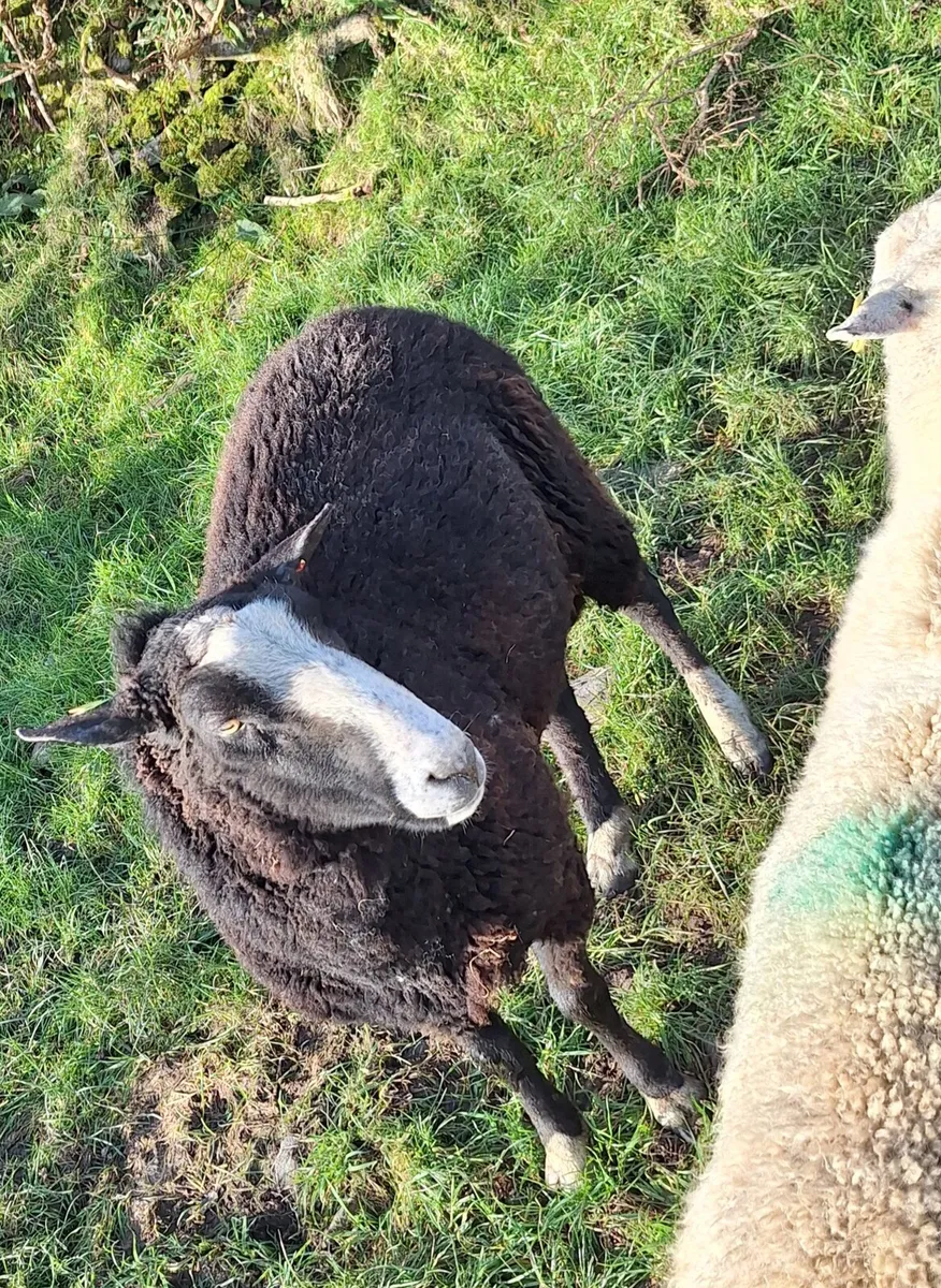 Zwartble Ram - Image 3