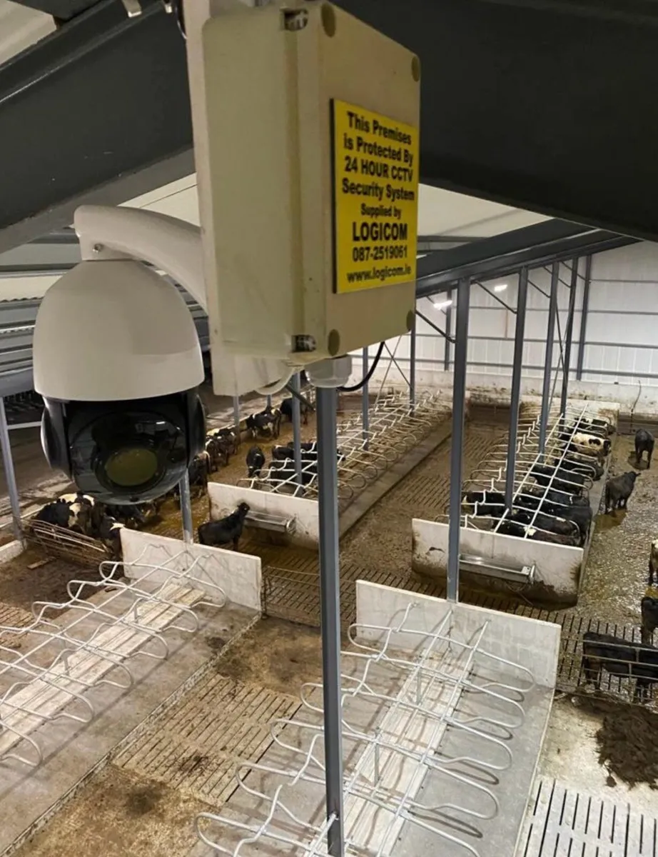Cow Calving Cameras - Image 3