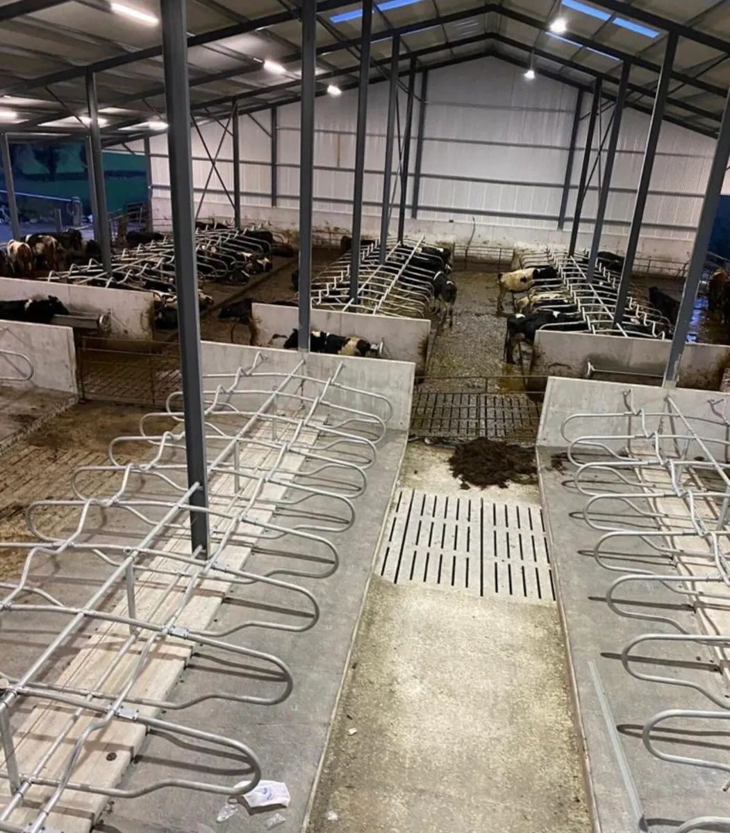 Cow Calving Cameras - Image 4