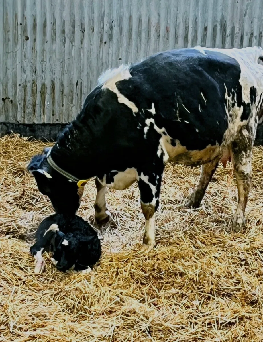 Cow Calving, Sheep Lambing, Mares Foaling Cameras - Image 1