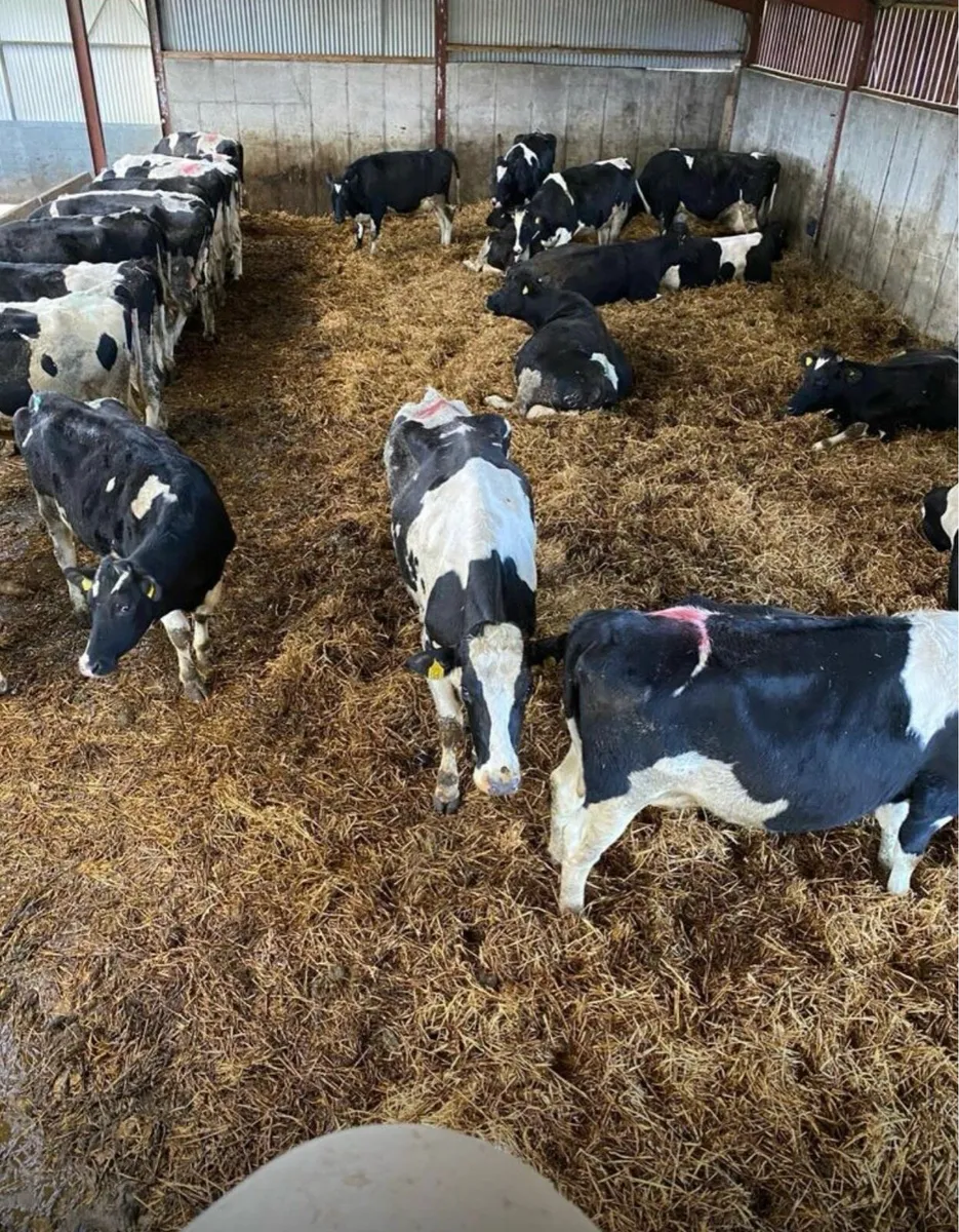 Cow Calving, Sheep Lambing, Mares Foaling Cameras - Image 2