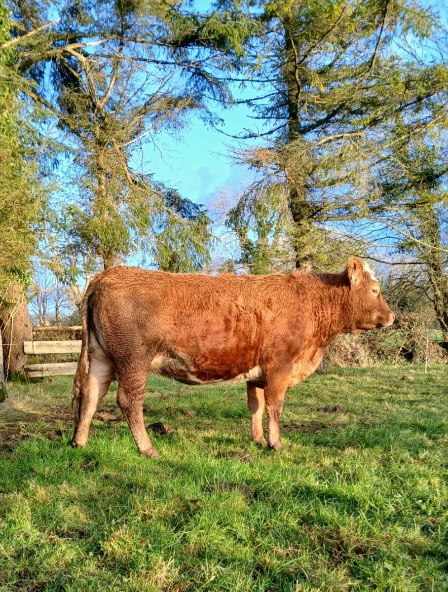 In calf heifer - Image 3