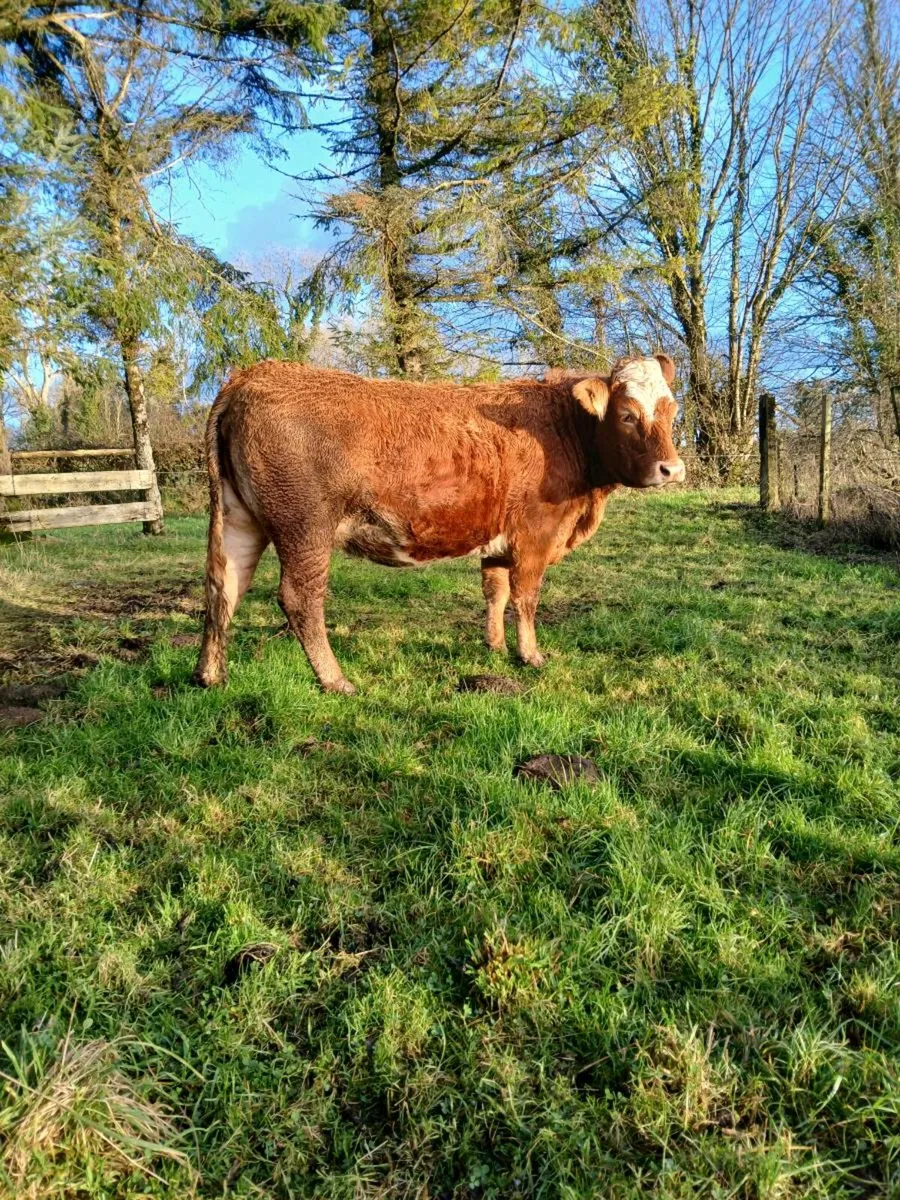 In calf heifer - Image 4