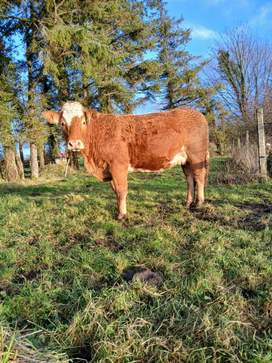 In calf heifer - Image 1