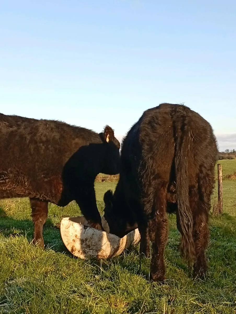 Black Bullocks - Image 2